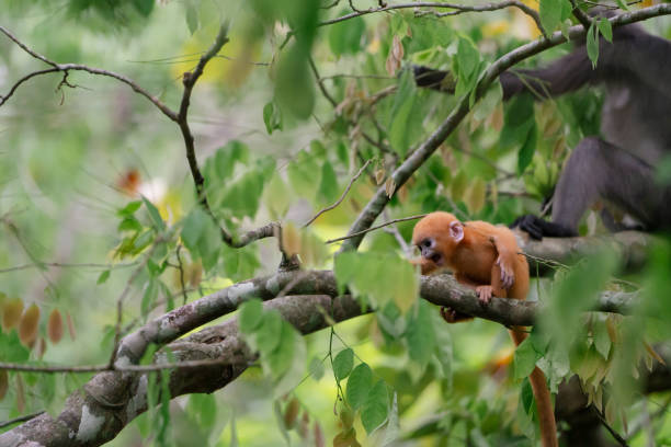Red handed tamarin
