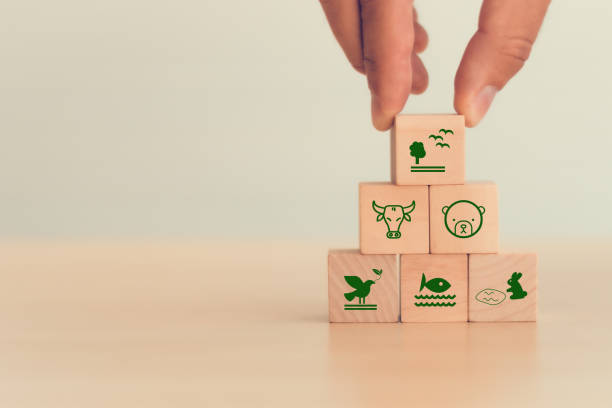 istock World biodiversity concept. The sustainable ecological environment and harmony living with nature. World environment day, environmental protection awareness. Biological diversity concept. 2205698672
