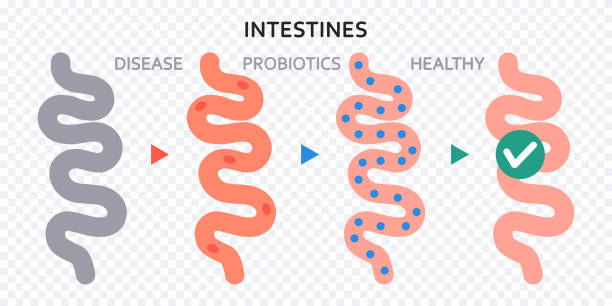 Small Intestine Colored 120+ Drawing Of The What Color Is The Small Intestine Ilustraciones de ...