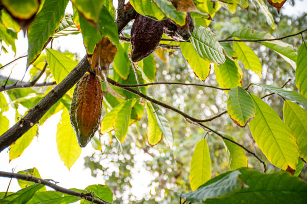 Detailed close-up of large cocoa pods clustered on tree branches, showcasing the rich colors and textures of this essential crop used in chocolate production. Perfect for agriculture, farming, and food industry themes.