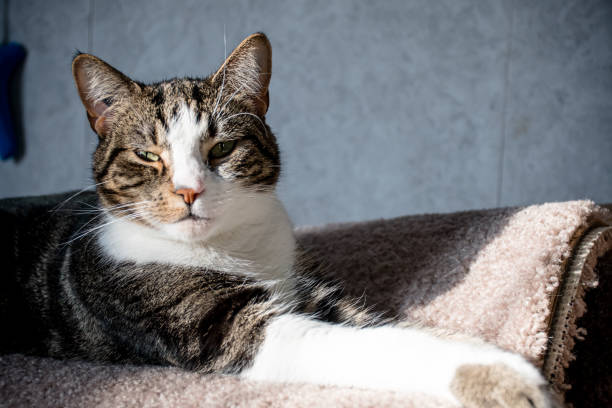 A cozy cat is lounging comfortably on a warm radiator while basking in the sunlight indoors