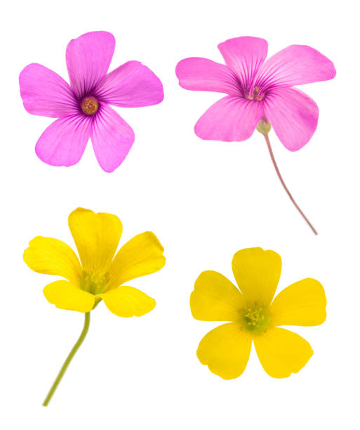 Yellow and pink woodsorrel