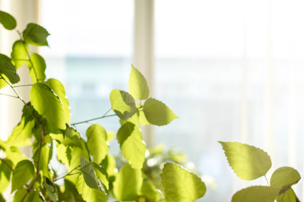 Lush green leaves of a plant illuminated by sunlight through a window