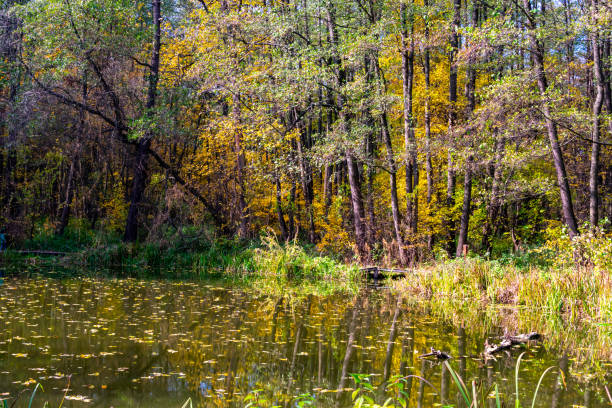 Serene autumn forest surrounding a tranquil pond reflecting tall trees and golden leaves