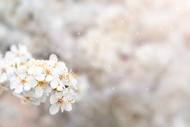 White cherry flowers in bloom with blurred soft background and bokeh lights.