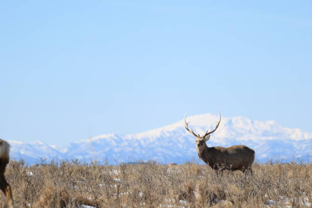 istock Hokkaido Sika Deer (Cervus nippon yesoensis) in Hokkaido, Japan 2205704603