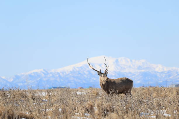 istock Hokkaido Sika Deer (Cervus nippon yesoensis) in Hokkaido, Japan 2205704607