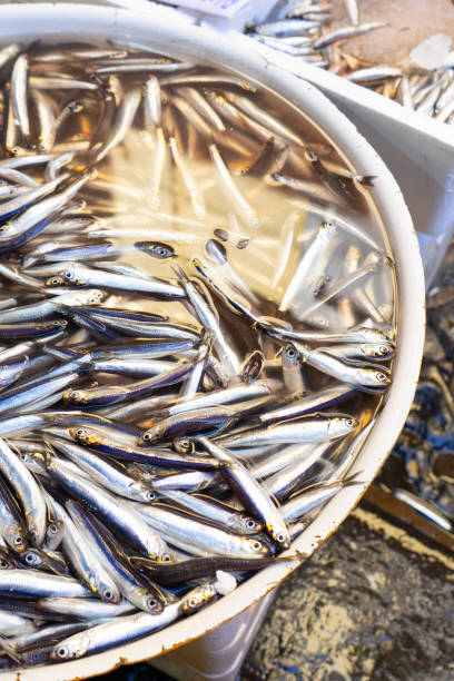 Fresh anchovy fish at the market