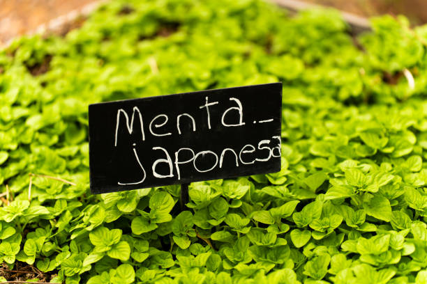 istock Lush Japanese Mint Growing in a Garden 2205708104
