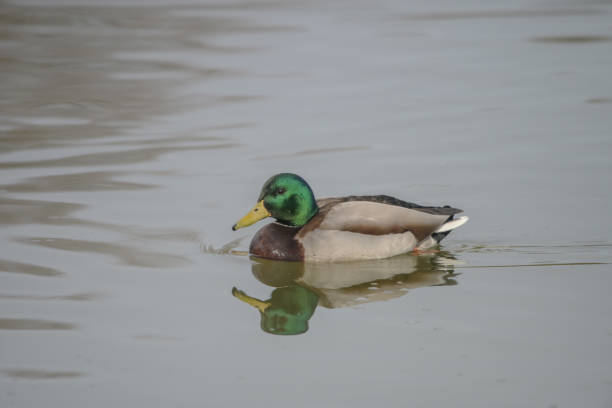 istock Mallard and Mallard Hen 2205709546