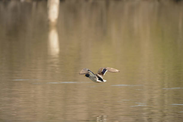 istock Mallard and Mallard Hen 2205709569