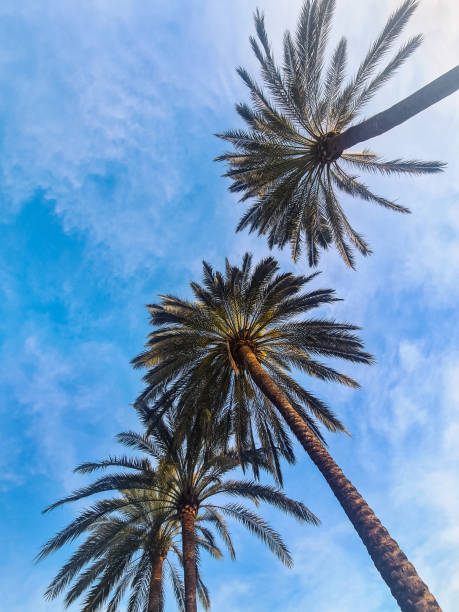 istock Palm Trees Against A Blue Sky In Palma De Mallorca In Spain 2205709951