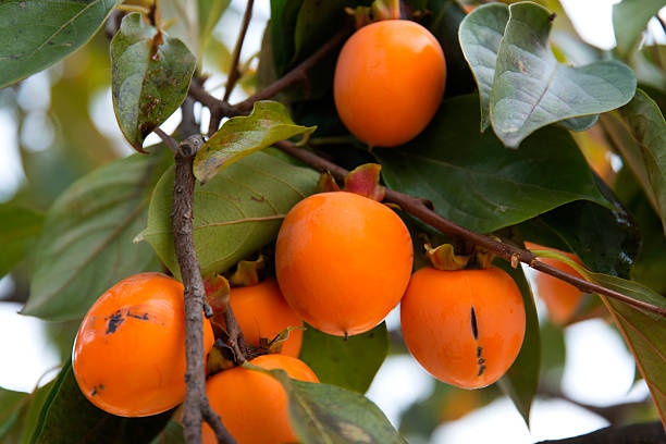 istock View of persimmons hanging from the tree in autumn 2205710822