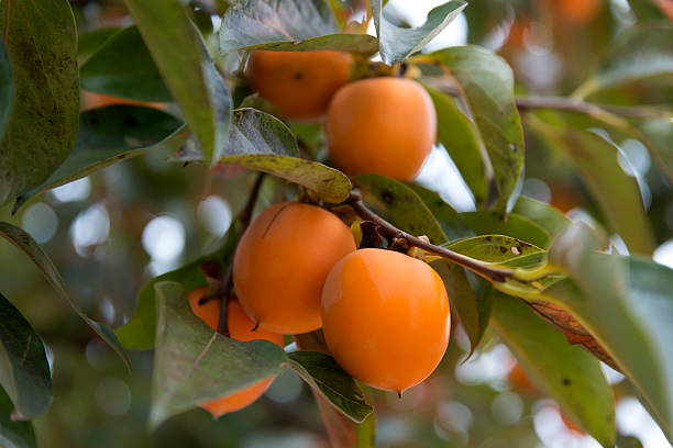 istock View of persimmons hanging from the tree in autumn 2205710828