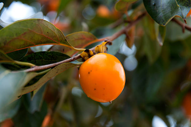 autumn fruit