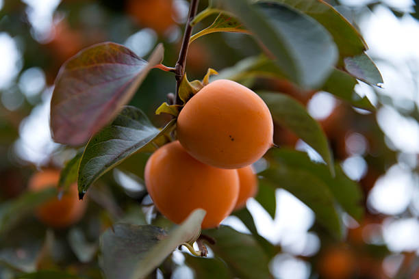 istock View of persimmons hanging from the tree in autumn 2205710863