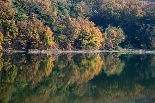 istock trees and reflection on the lake in autumn 2205711401