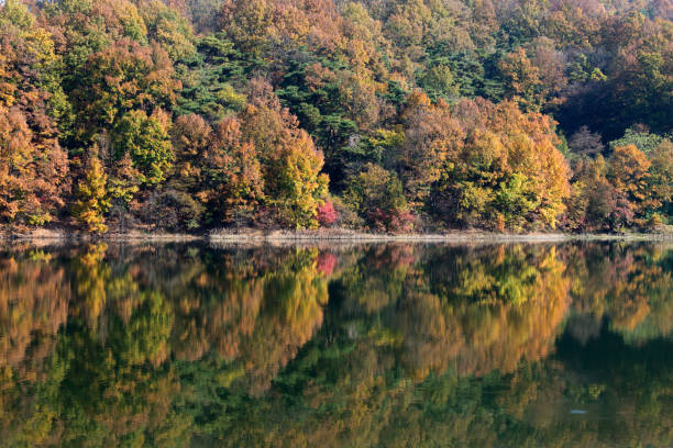 istock trees and reflection on the lake in autumn 2205711418