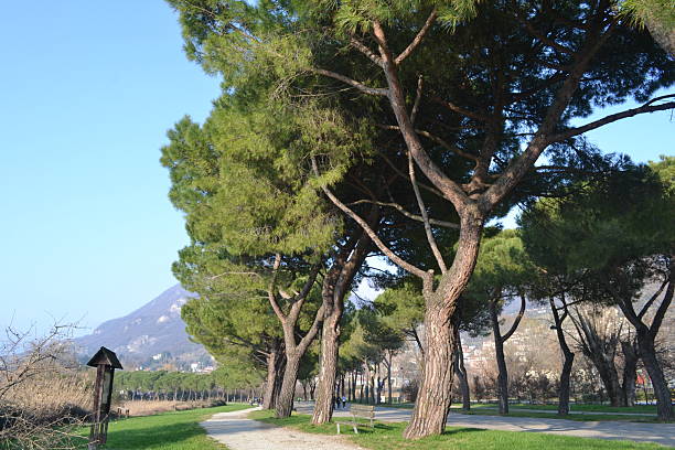 Three willow trees on the Tignale plateau on Lake Garda. In the background, Monte Baldo, partially covered in snow.