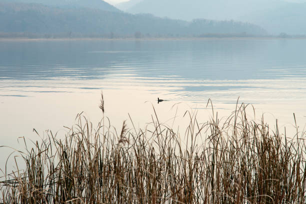 tranquil landscape
