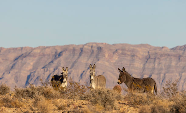 istock Wild Burros in the Nevada Desert in Winter 2205713609