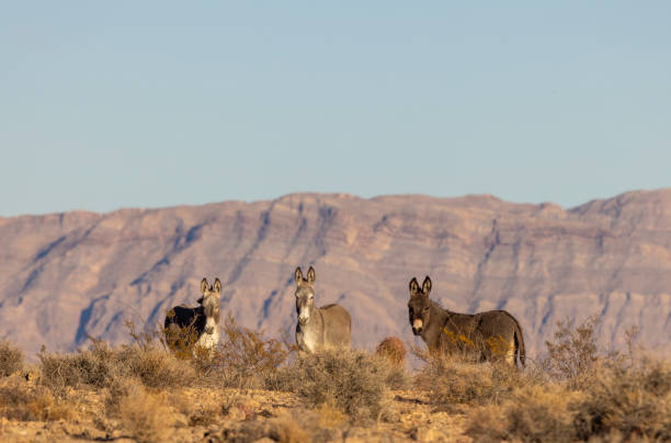 istock Wild Burros in the Nevada Desert in Winter 2205713610