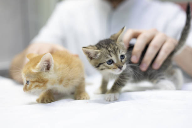 istock A veterinarian examines two small kittens a red one and a tabby one, on a white medical table. The veterinarian provides homeless kittens with qualified care and care for their health and well-being. 2205714145