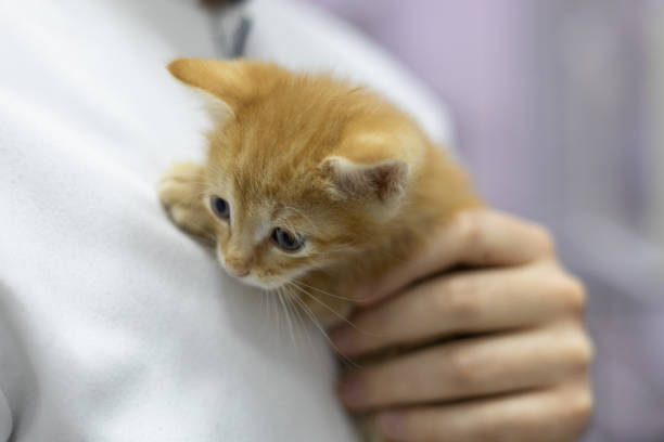A compassionate veterinarian gently cradles a tiny homeless ginger kitten, keeping it warm and safe. The scene captures a moment of tenderness and care at a veterinary clinic for a homeless kitten..