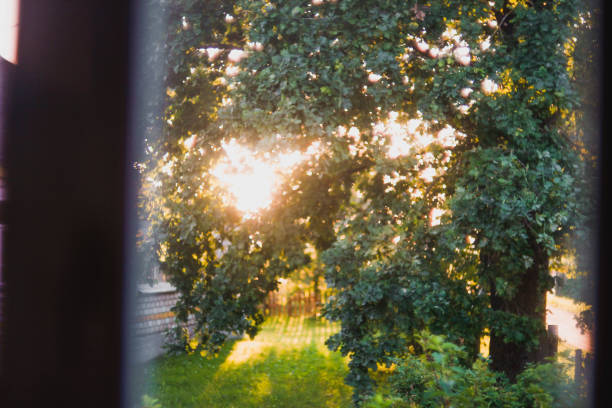 rural landscape early summer, sunset sun through tree