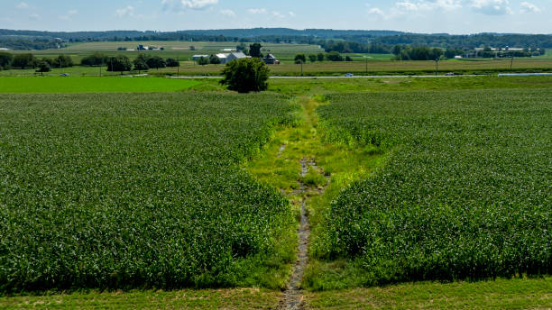 istock Pathway Through Lush Green Cornfield Under a Bright Blue Sky on a Sunny Day in Rural America 2205717699