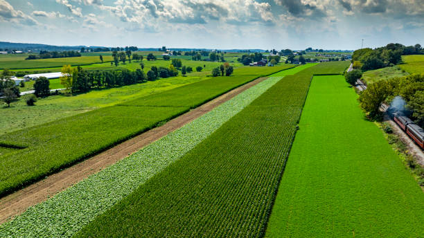 istock Vibrant Green Agricultural Fields Under a Clear Sky Showcase Crop Diversity in a Rural Landscape During Summer 2205717725