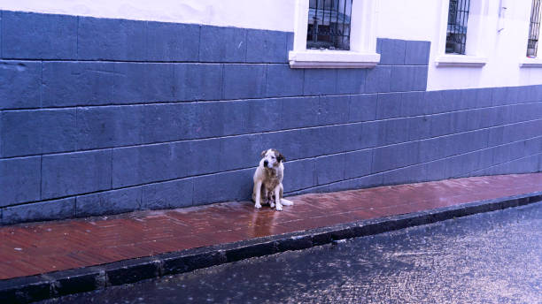 Lonely and abandoned dog in the rain