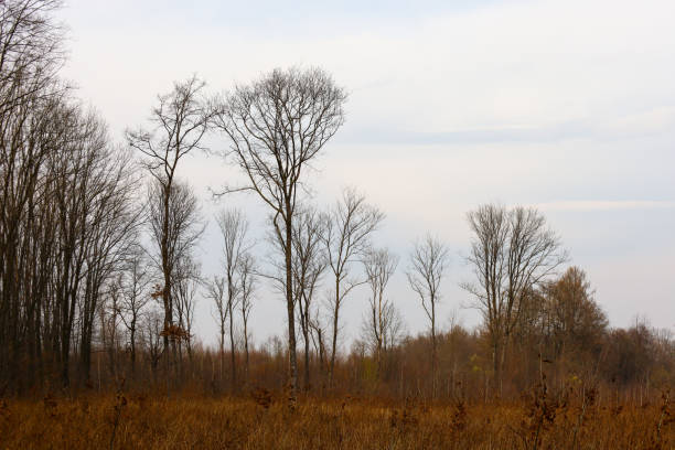 The photograph captures a quiet winter landscape where bare, leafless trees dominate the foreground, creating a lace of branches against a light sky.