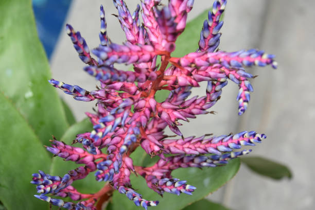 Beautiful close up of a bromeliad plant blooming and flowering.