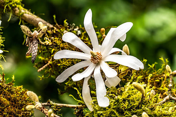 white magnolia flower on a spring day close-up