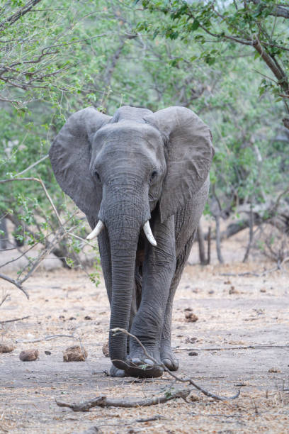 istock A young African elephant bull walking through the forest , Mashatu Game Reserve. 2205719738