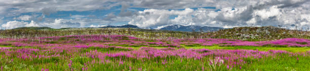 istock Willowherb in Abisko National Park in Sweden 2205719756