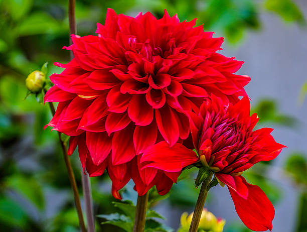 istock Red Dinnerplate Dahlia Flower Babylon Red Bellevue Washington 2205719922