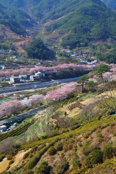 istock Tea fields and cherry blossoms in South Korea 2205719988