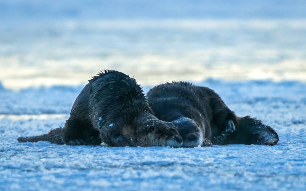 the oriental otter is resting on his side