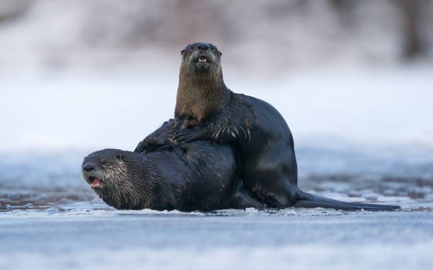 otter family playing on the ice