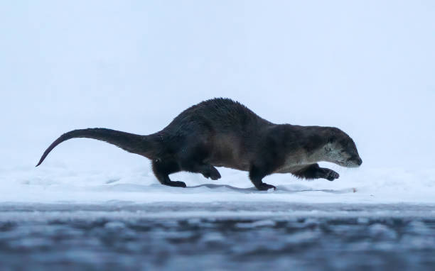otter family playing on the ice