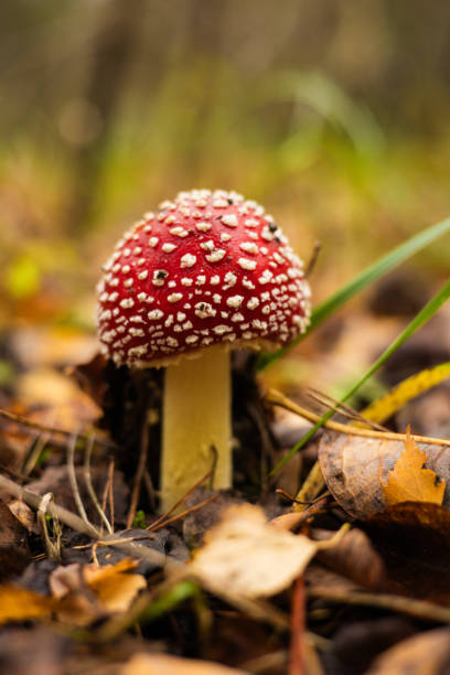 istock The fly agaric mushroom with its characteristic red cap and white spots stands out against the fallen autumn leaves in the forest. The beautiful fly agaric stands out against the yellow foliage. 2205720404