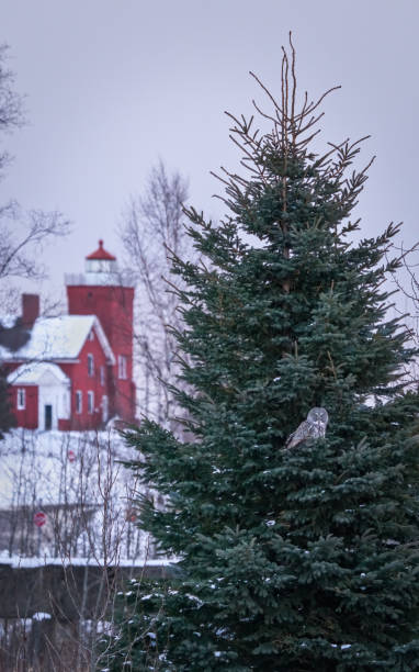 great gray owl near two harbors lighthouse