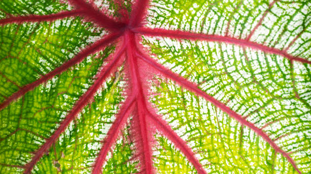 istock Vibrant leaf patterns nature close-up view green and red colors leaf structure 2205721851