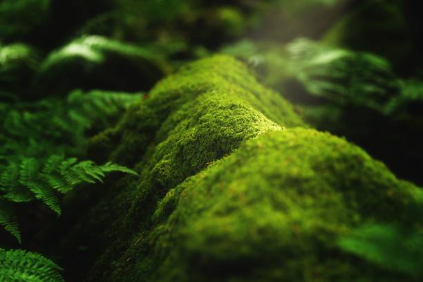 istock Lush Green Moss and Ferns in Forest 2205722920