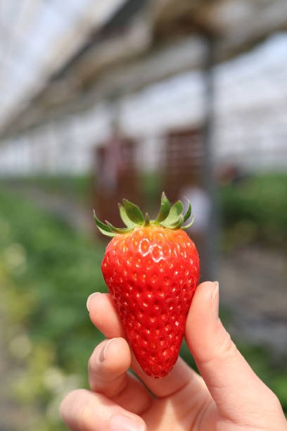 Holding a delicious-looking piece of strawberry