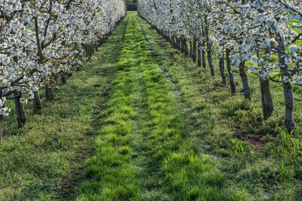 View through the blossoming cherry trees in an orchard