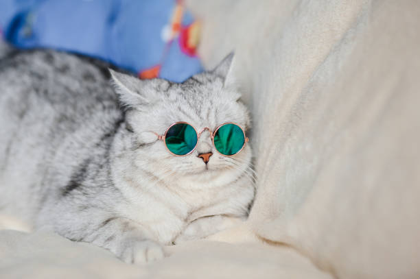 istock Modern photography of a cat 2205730095