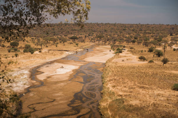 Elephants seeking refreshment in the tarangire river during a safari in tarangire national park, tanzania